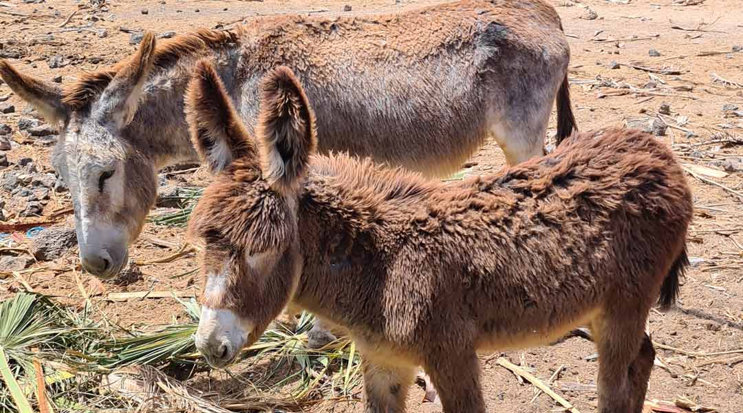 Lajares - unser Surferort auf Fuerteventura 4 Esel-Lajares