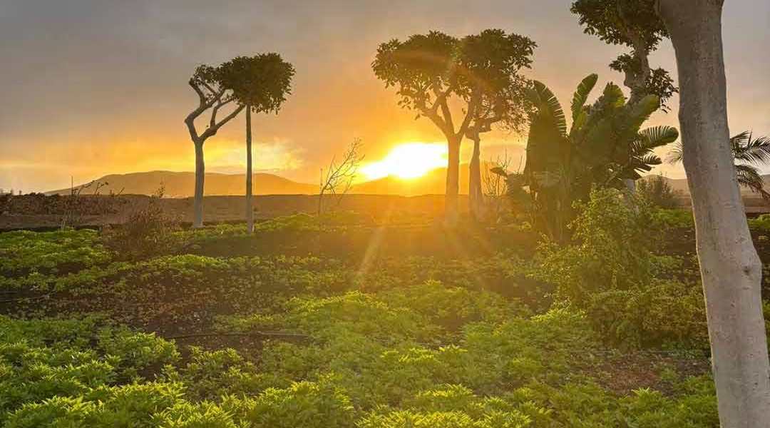 Surfcamp Fuerteventura | Surfen lernen El Cotillo 4 fuerteventura grüne insel